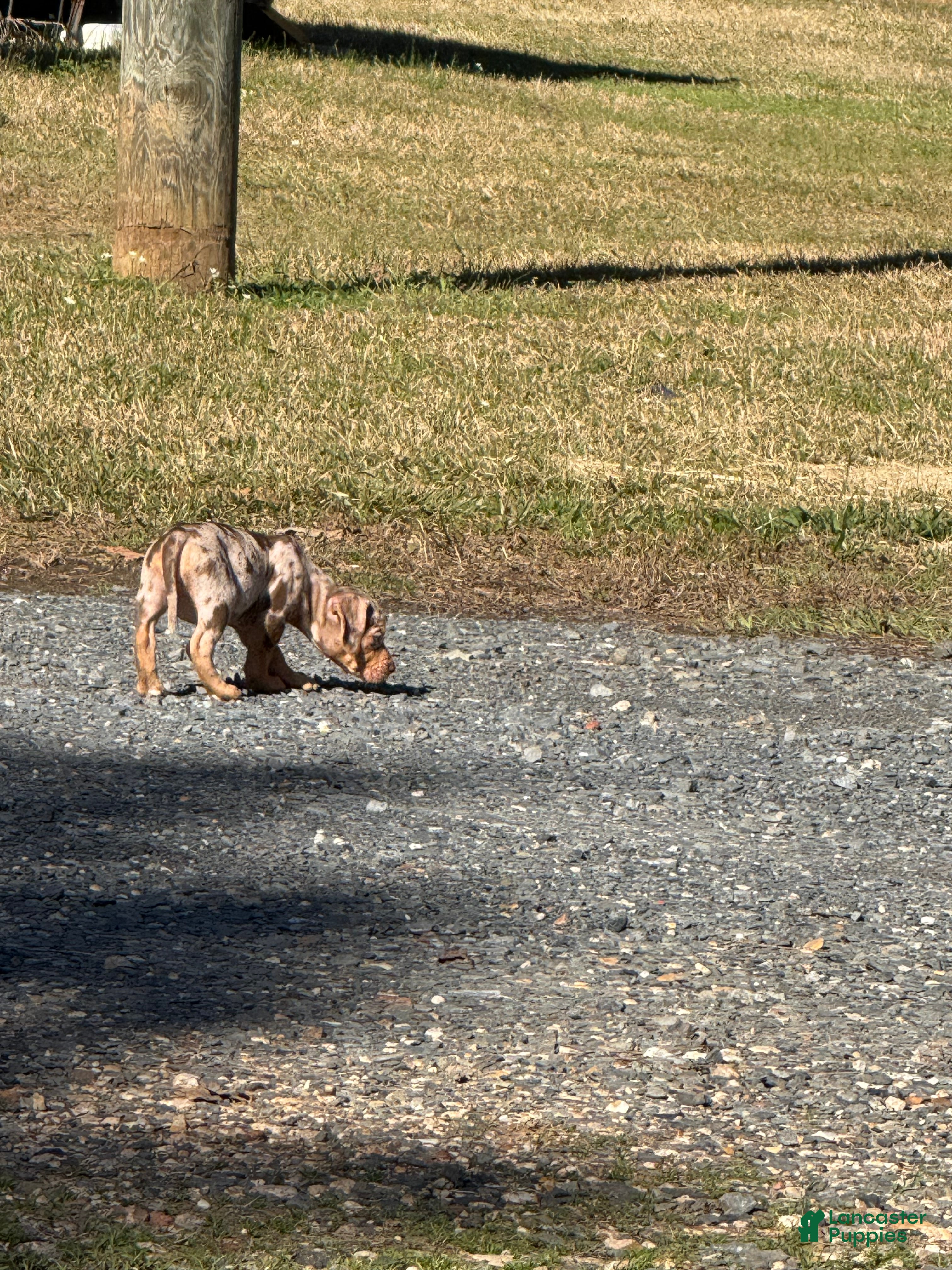 Catahoula Leopard Dog dogs Catahoula Leopard Dog Puppy 1 - Ad 2