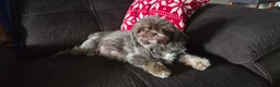 Shih Tzu dogs for sale: Shih Tzu Puppy 2 - Ad 2
