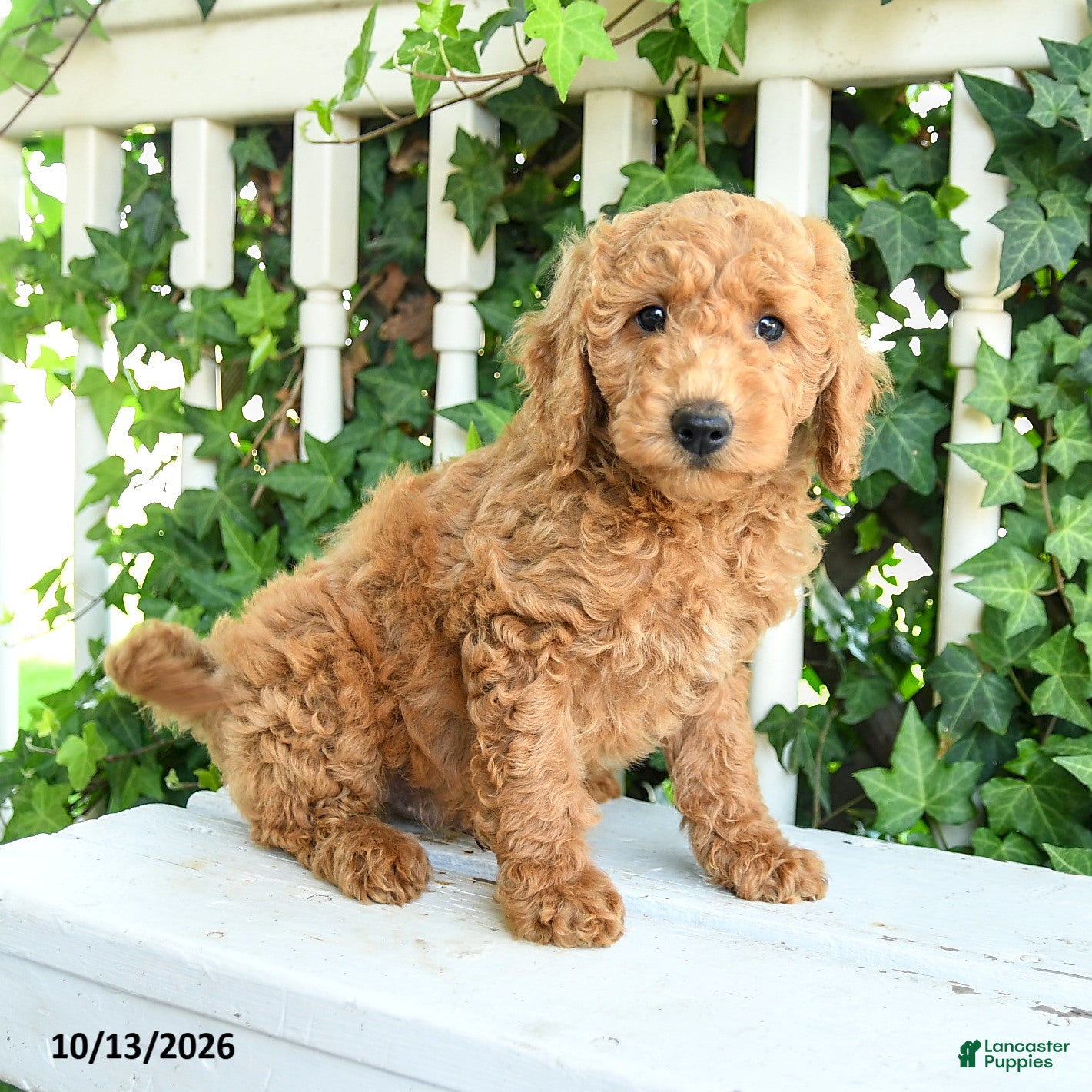 Mini Goldendoodle dogs for sale: Fluffy - Ad 2