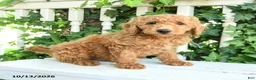 Mini Goldendoodle dogs for sale: Fluffy - Ad 2