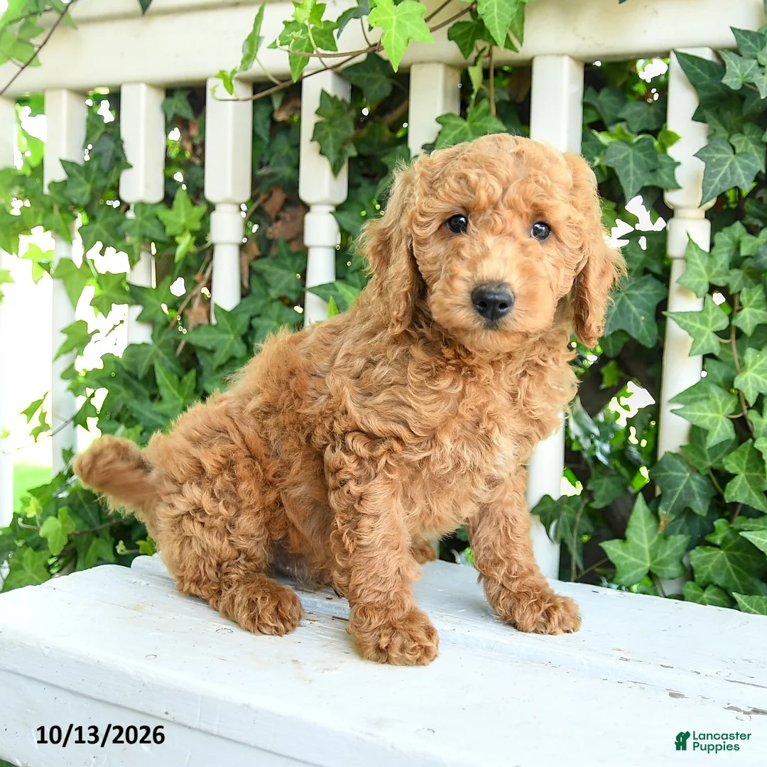 Mini Goldendoodle dogs for sale: Fluffy - Ad 2