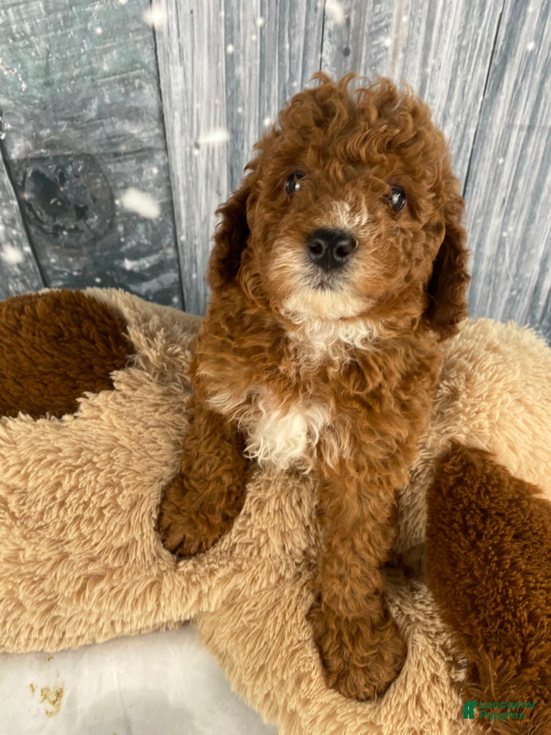 Miniature Poodle dogs for sale: Frankie - Ad 9