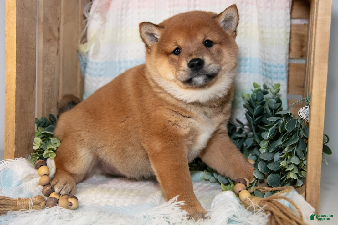 Shiba Inu dogs for sale: Leo - Ad 3