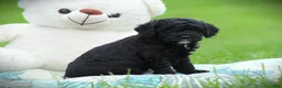 Cockapoo dogs for sale: Zorro - Ad 7