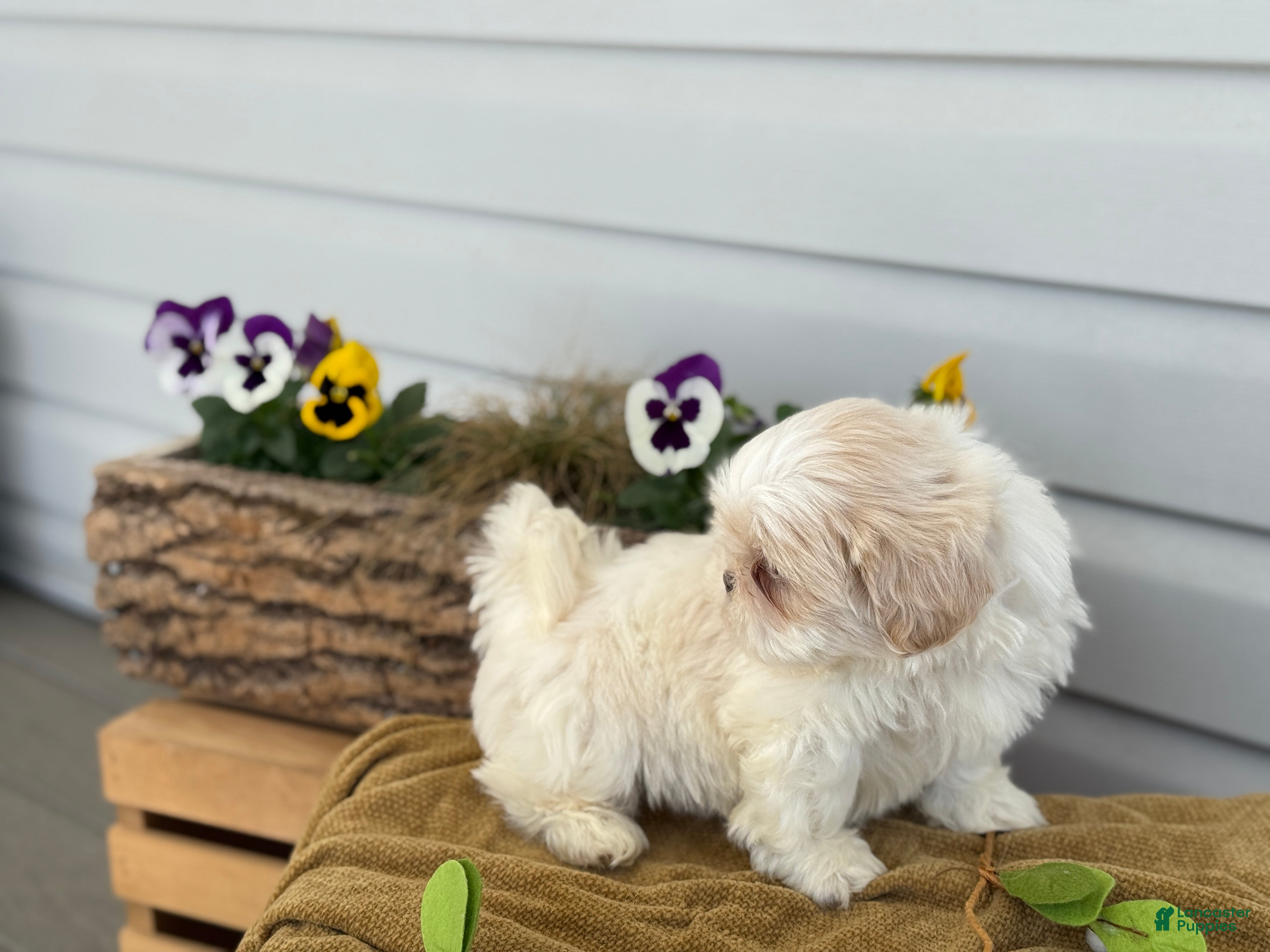 Shih Tzu dogs Chip - Ad 2
