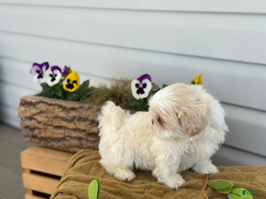 Shih Tzu dogs for sale: Chip - Ad 2