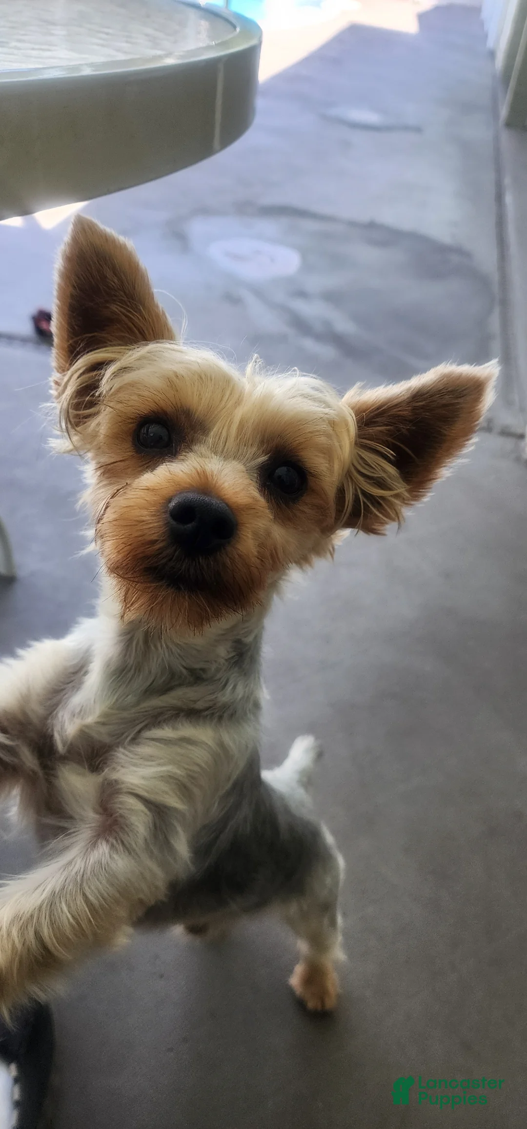 Yorkshire Terrier dogs for sale: Bentley Yorkshire Terrier  - Ad 2