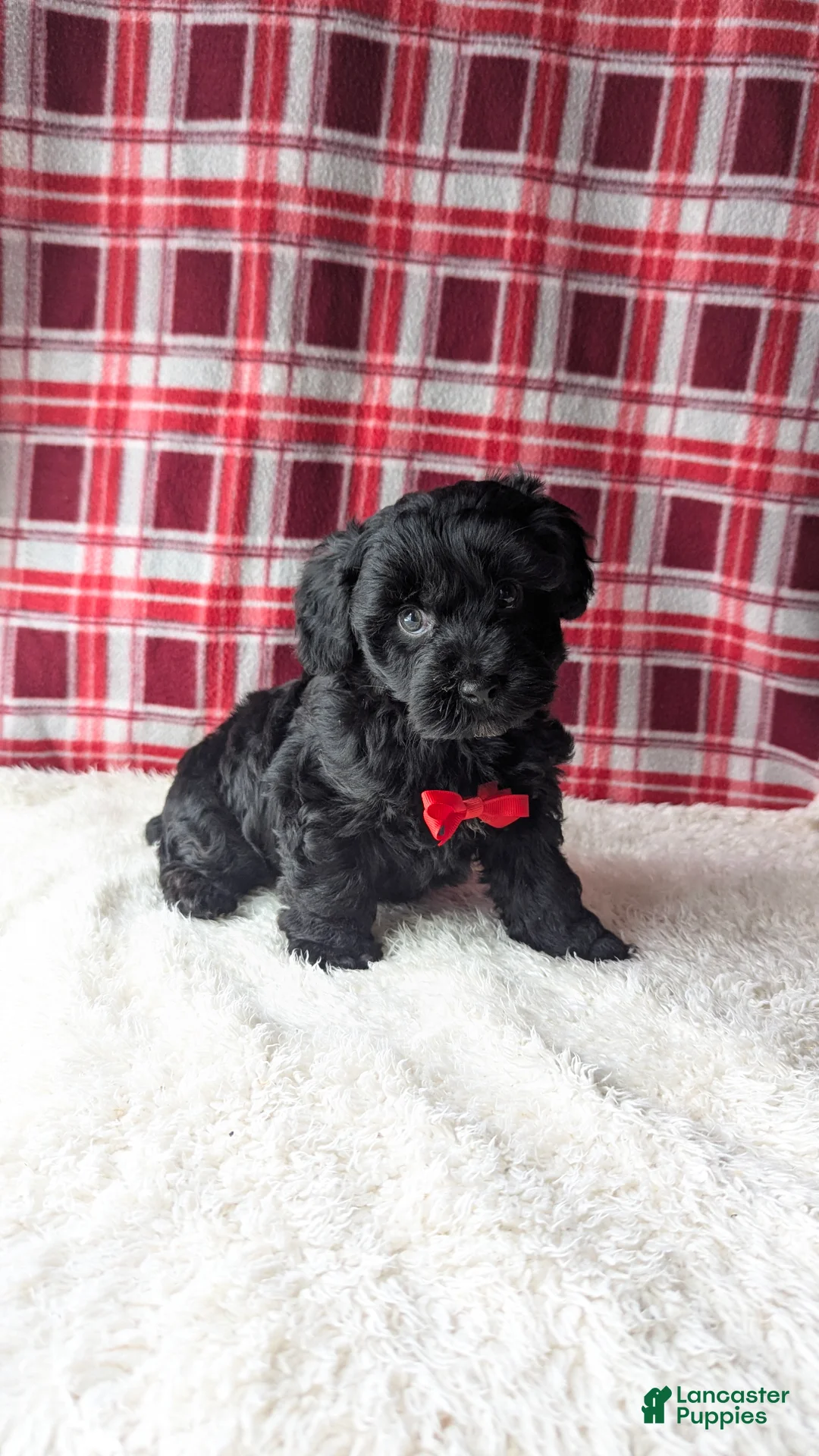 Yorkiepoo dogs for sale: Axel - Ad 4