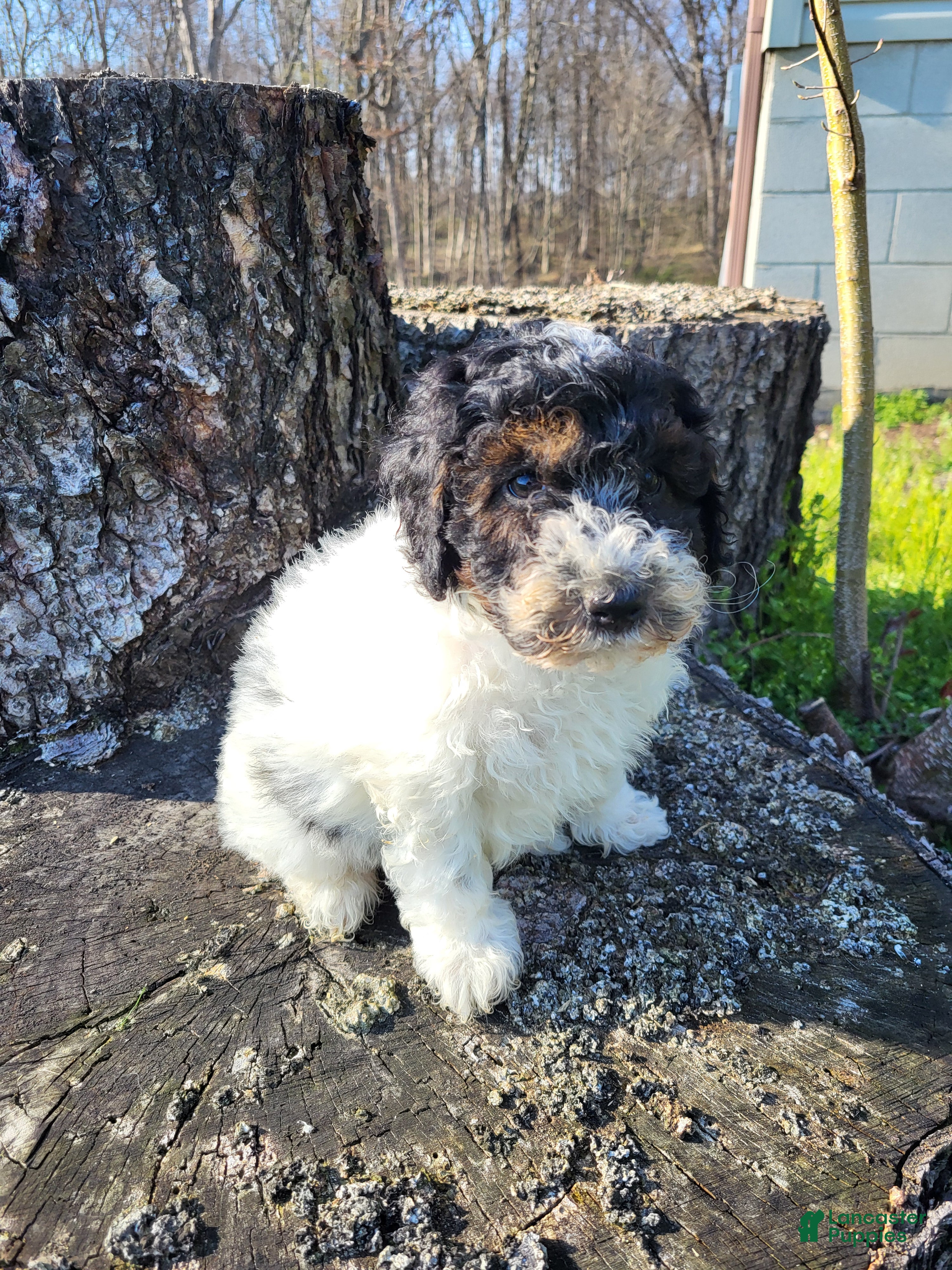 Miniature Poodle dogs Corky - Ad 2