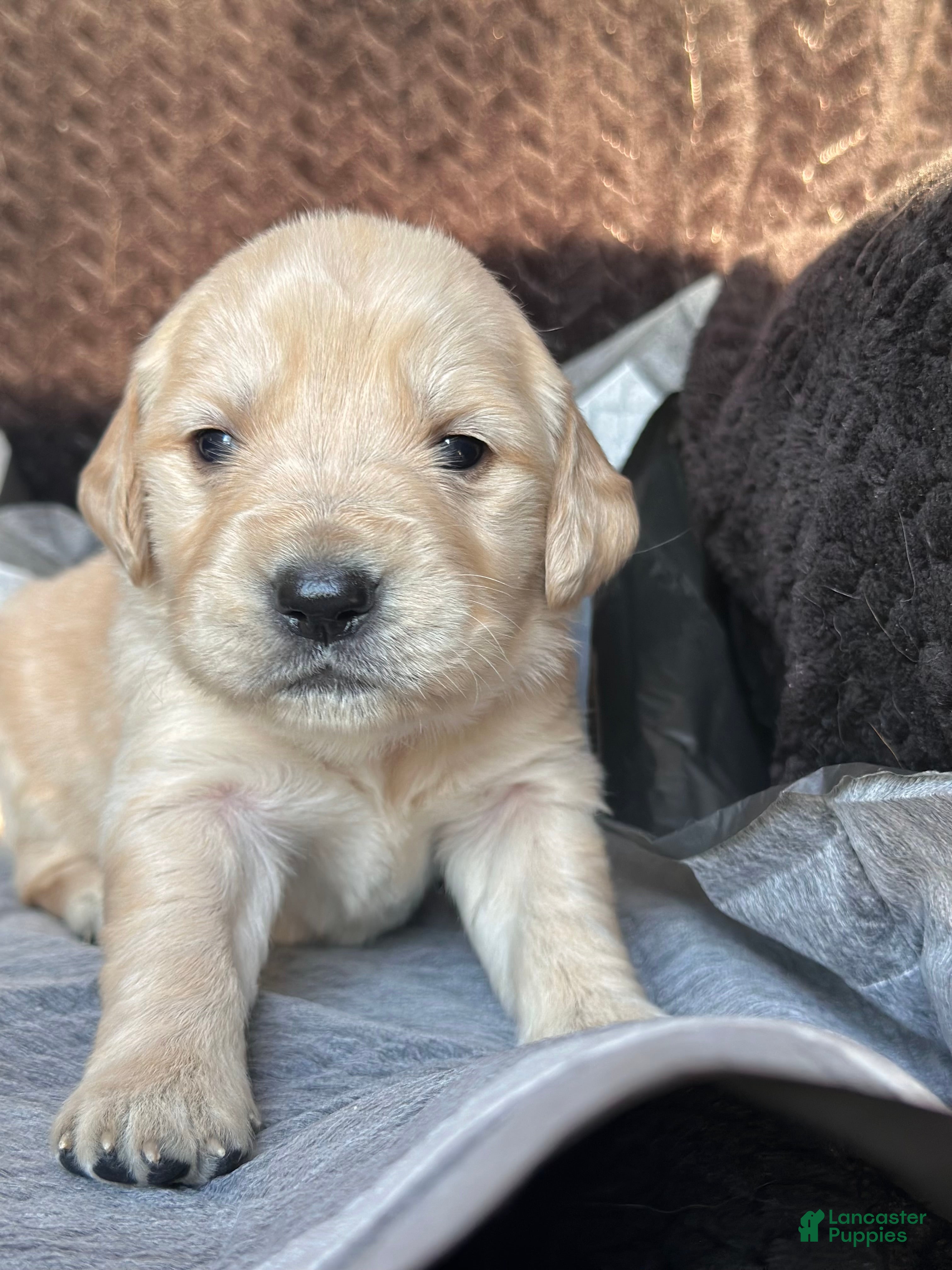 Golden Retriever dogs The Charlie Brown girls - Ad 40