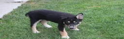 Mixed Breed dogs for sale: Dahlia  - Ad 3