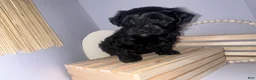 Mixed Breed dogs for sale: Princess  - Ad 8