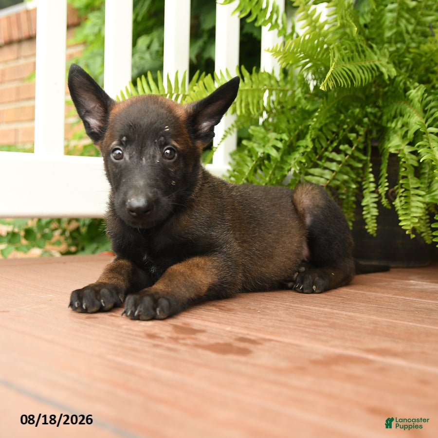 Belgian Malinois dogs UmI - Ad 2