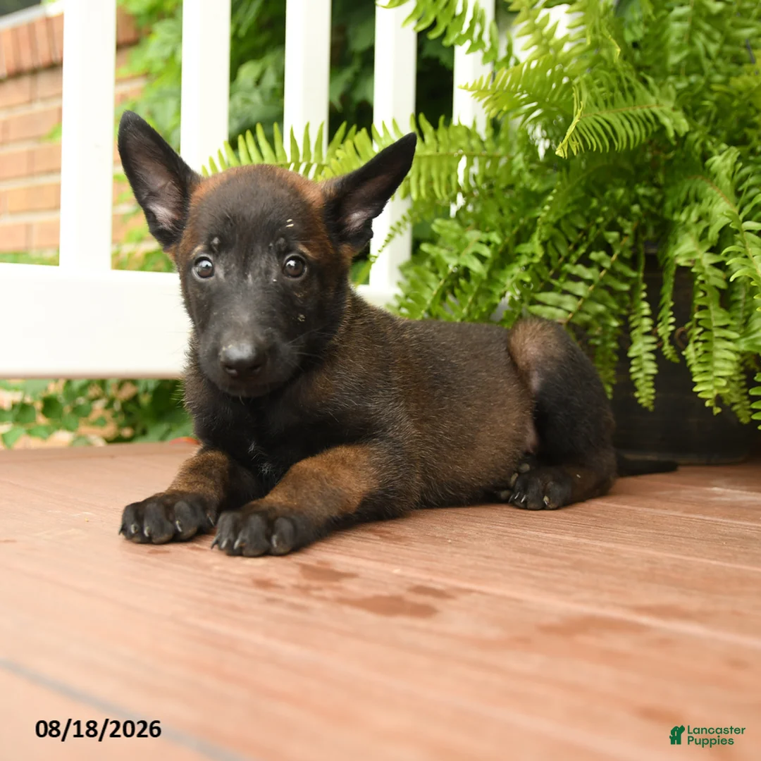 Belgian Malinois dogs for sale: UmI - Ad 2