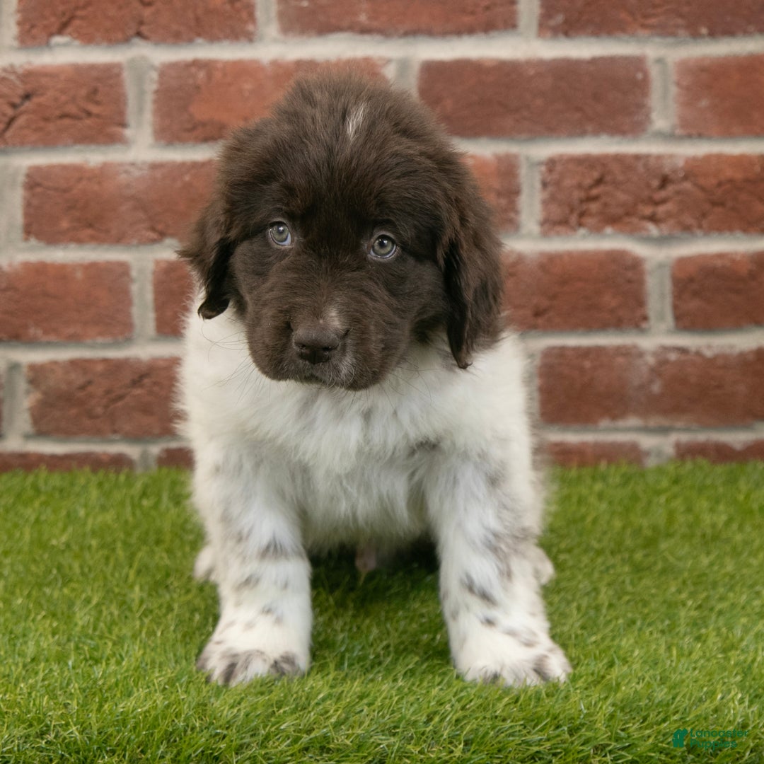 Newfoundland dogs for sale: Ranger - Ad 4