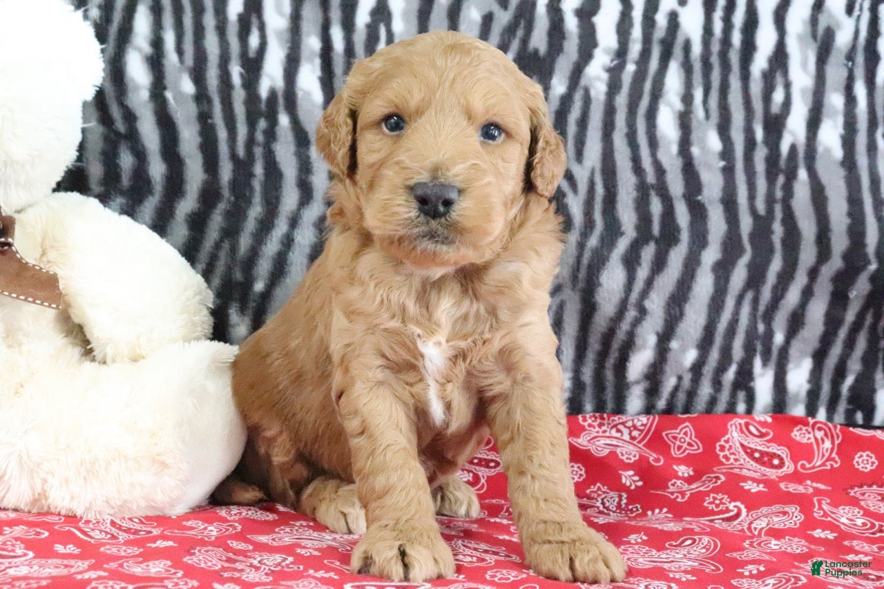 Mini Goldendoodle dogs Mason - Ad 2
