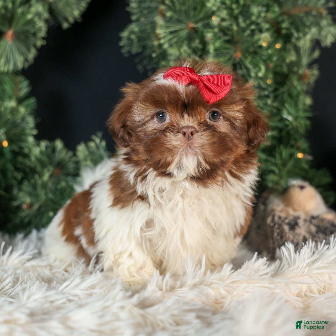 Shih Tzu dogs for sale: ROMEO - Ad 2