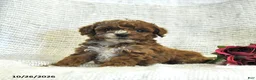 Cockapoo dogs for sale: Candy - Ad 3