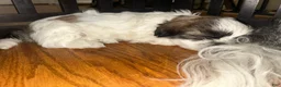 Shih Tzu dogs for sale: Shih Tzu 3 - Ad 2