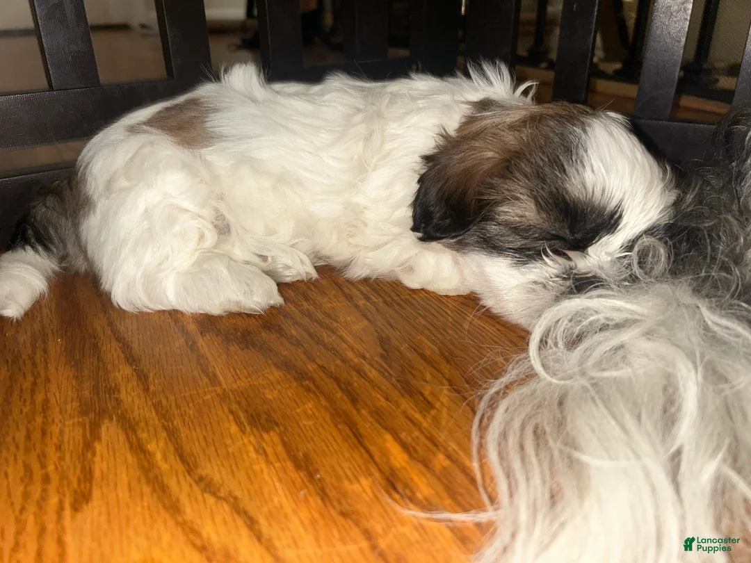 Shih Tzu dogs for sale: Shih Tzu 3 - Ad 2