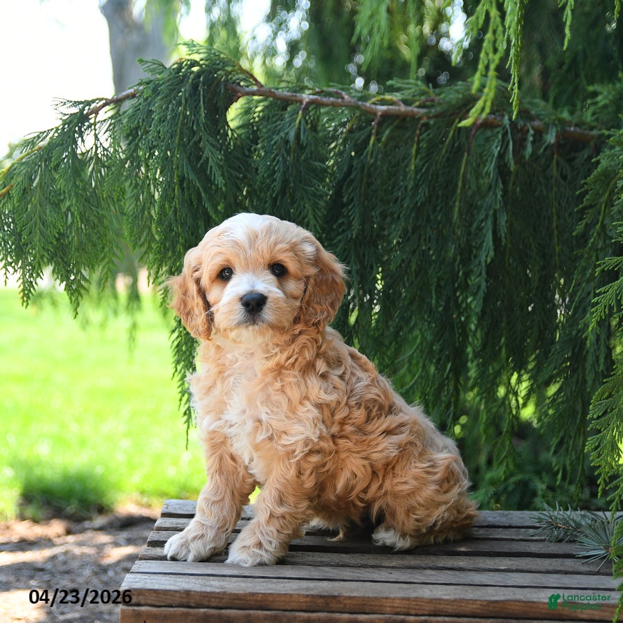 Cockapoo dogs Taffy - Ad 2
