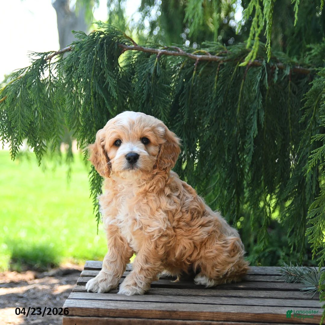 Cockapoo dogs for sale: Taffy - Ad 2