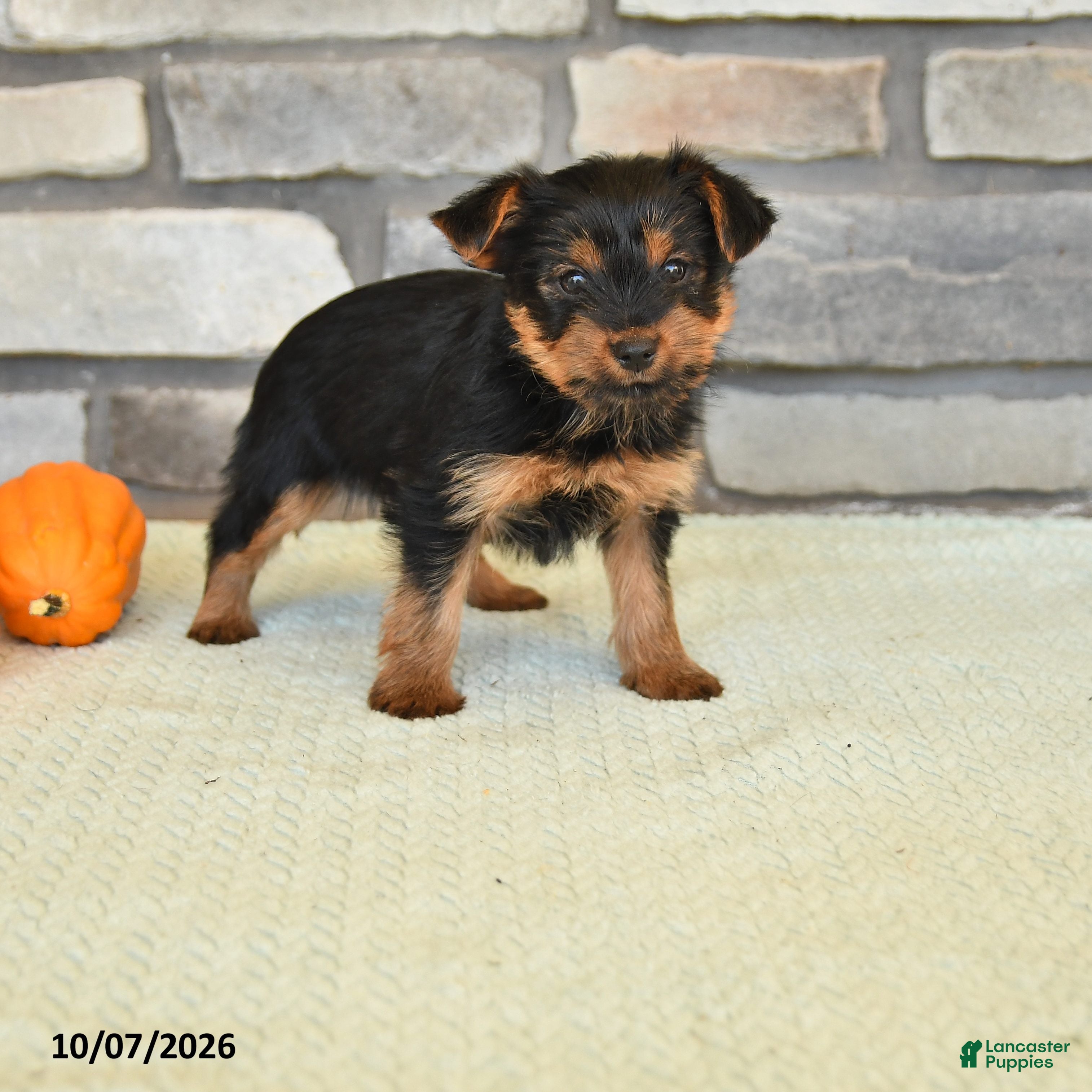 Newt (Yorkshire Terrier, Male) in Madisonburg, PA