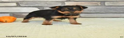 Yorkshire Terrier dogs for sale: Newt - Ad 1