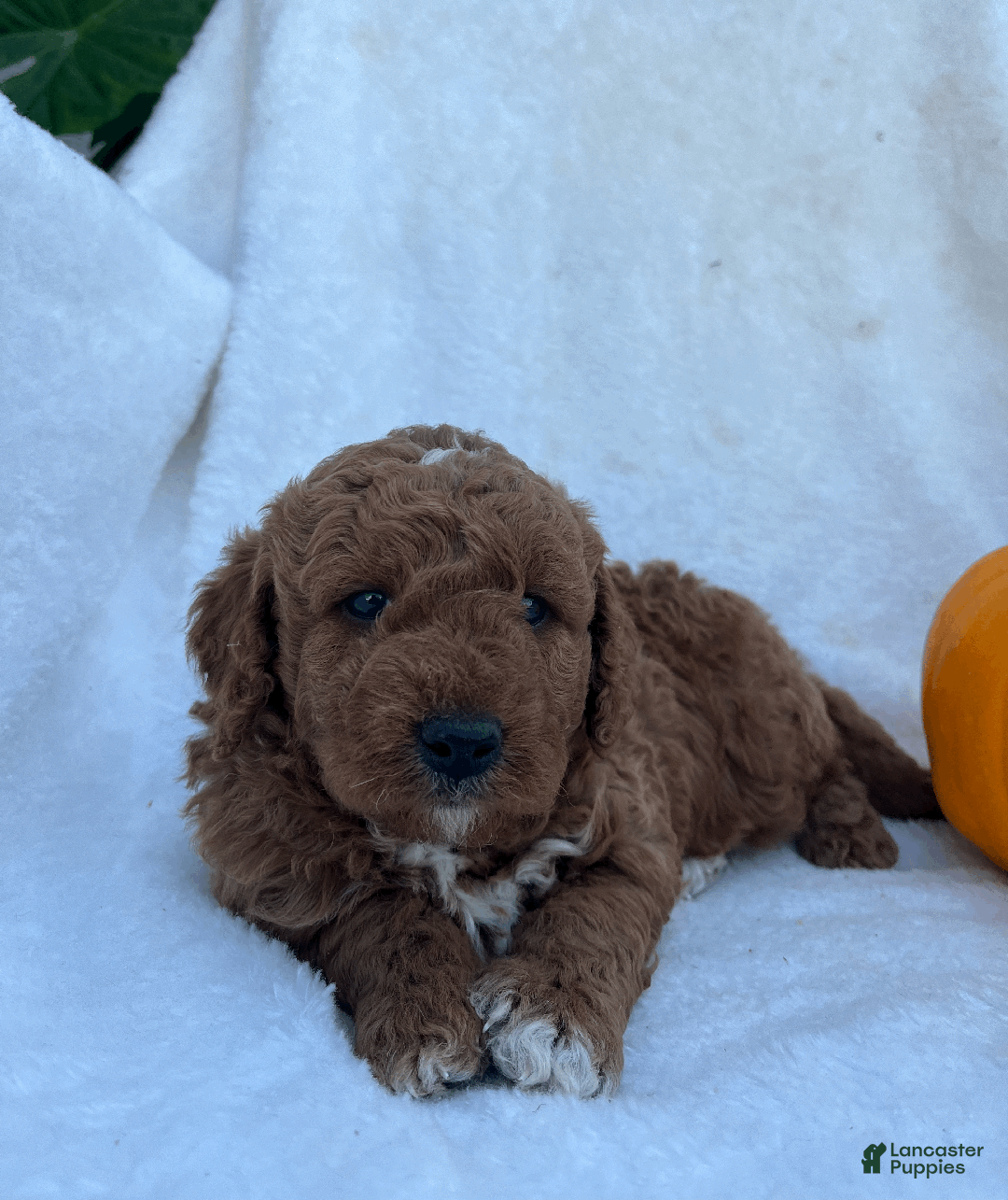Goldendoodle dogs for sale: Jax - Ad 3