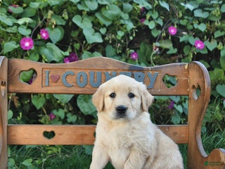 Golden Retriever dogs - Ad 23