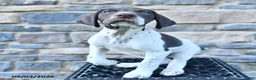 German Shorthaired Pointer dogs for sale: Hunter - Ad 3