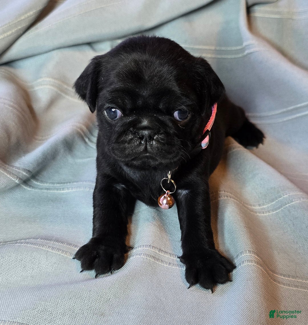 Pug dogs for sale: Elvira - Ad 4