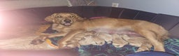 Golden Retriever dogs for sale: Golden Retriever Puppy 4 - Ad 4