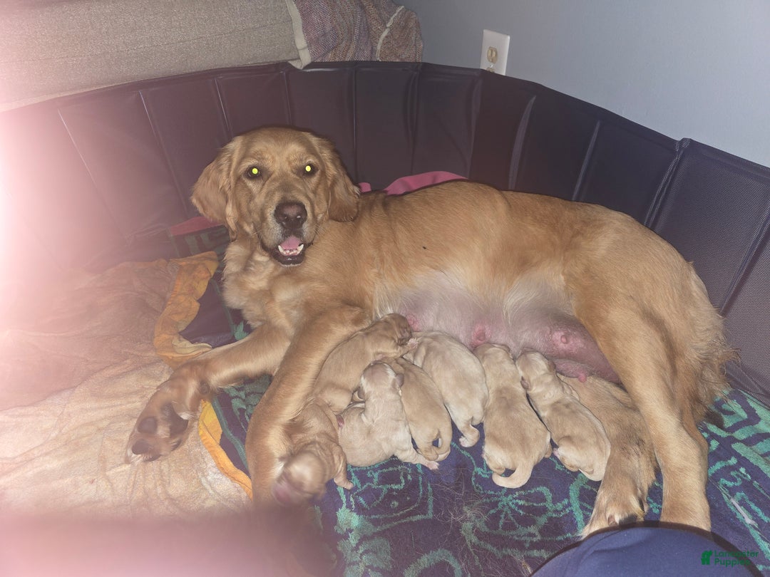 Golden Retriever dogs for sale: Golden Retriever Puppy 4 - Ad 4