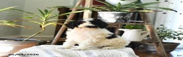 Standard Poodle dogs for sale: Dollie - Ad 1