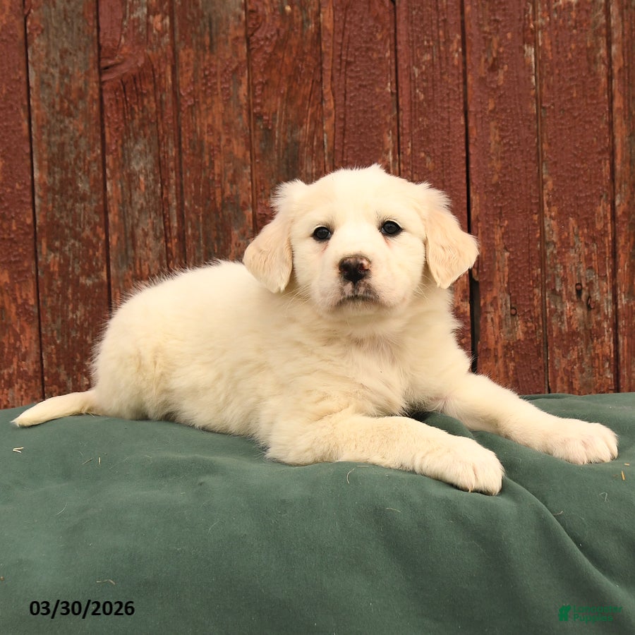 Great Pyrenees dogs Rain - Ad 2