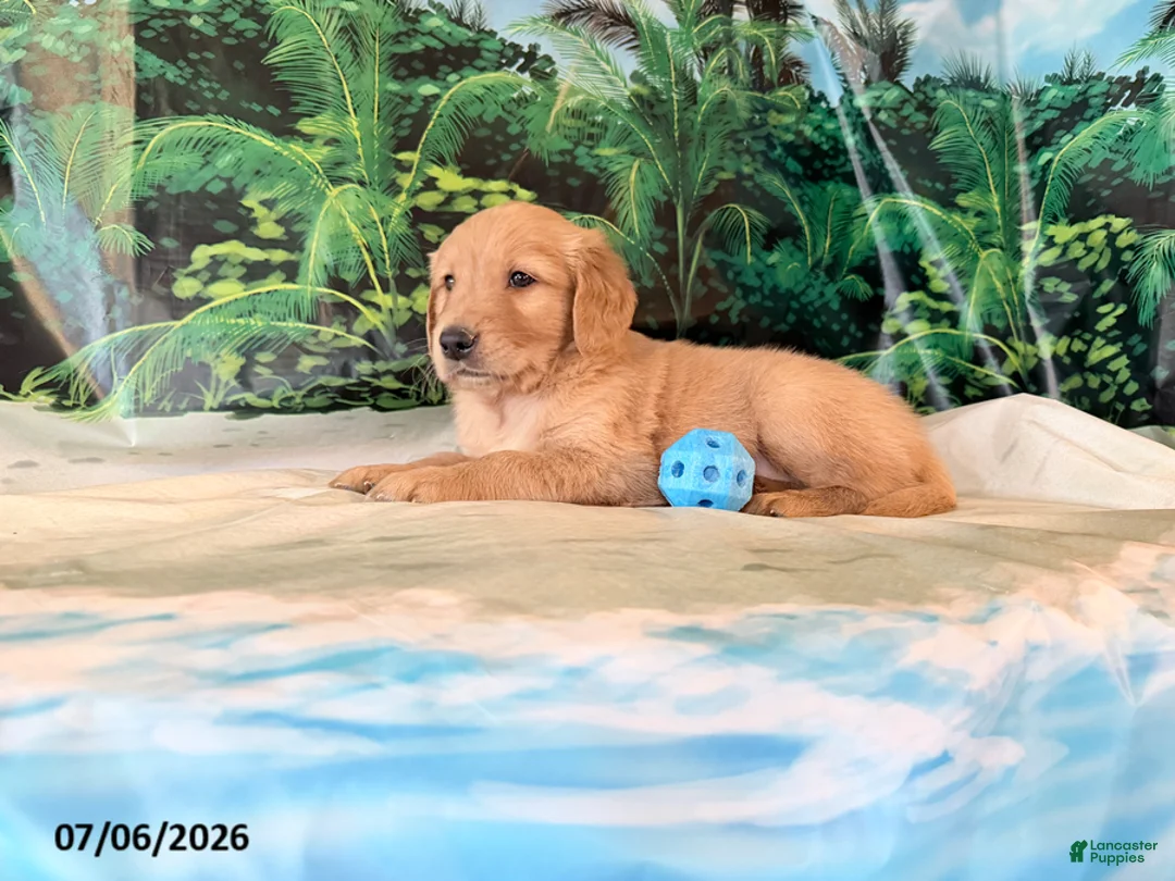 Golden Retriever dogs for sale: Cederick - Ad 3