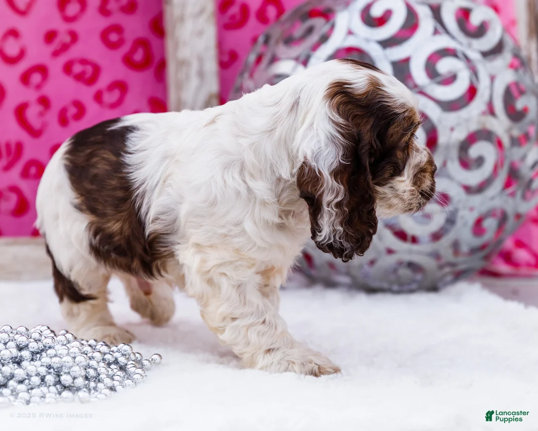 Cocker Spaniel dogs for sale: Wagner - Ad 4