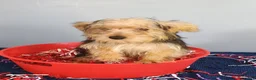 Yorkshire Terrier dogs for sale: Yorkshire Terrier 3 - Ad 8