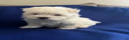 Maltese dogs for sale: Rocky - Ad 23
