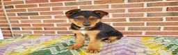 Mixed Breed dogs for sale: Bear - Ad 1