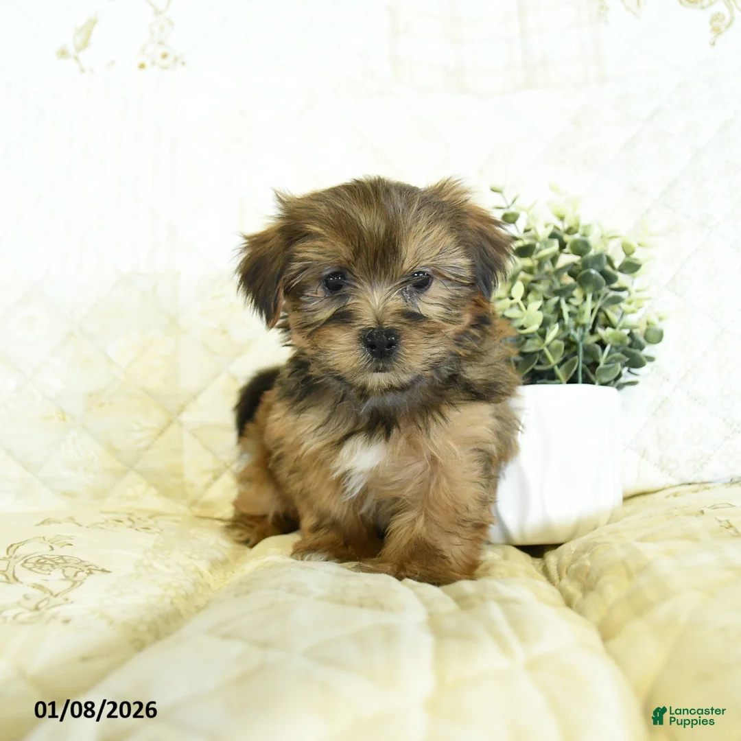 Shorkie dogs for sale: Kolton  - Ad 4