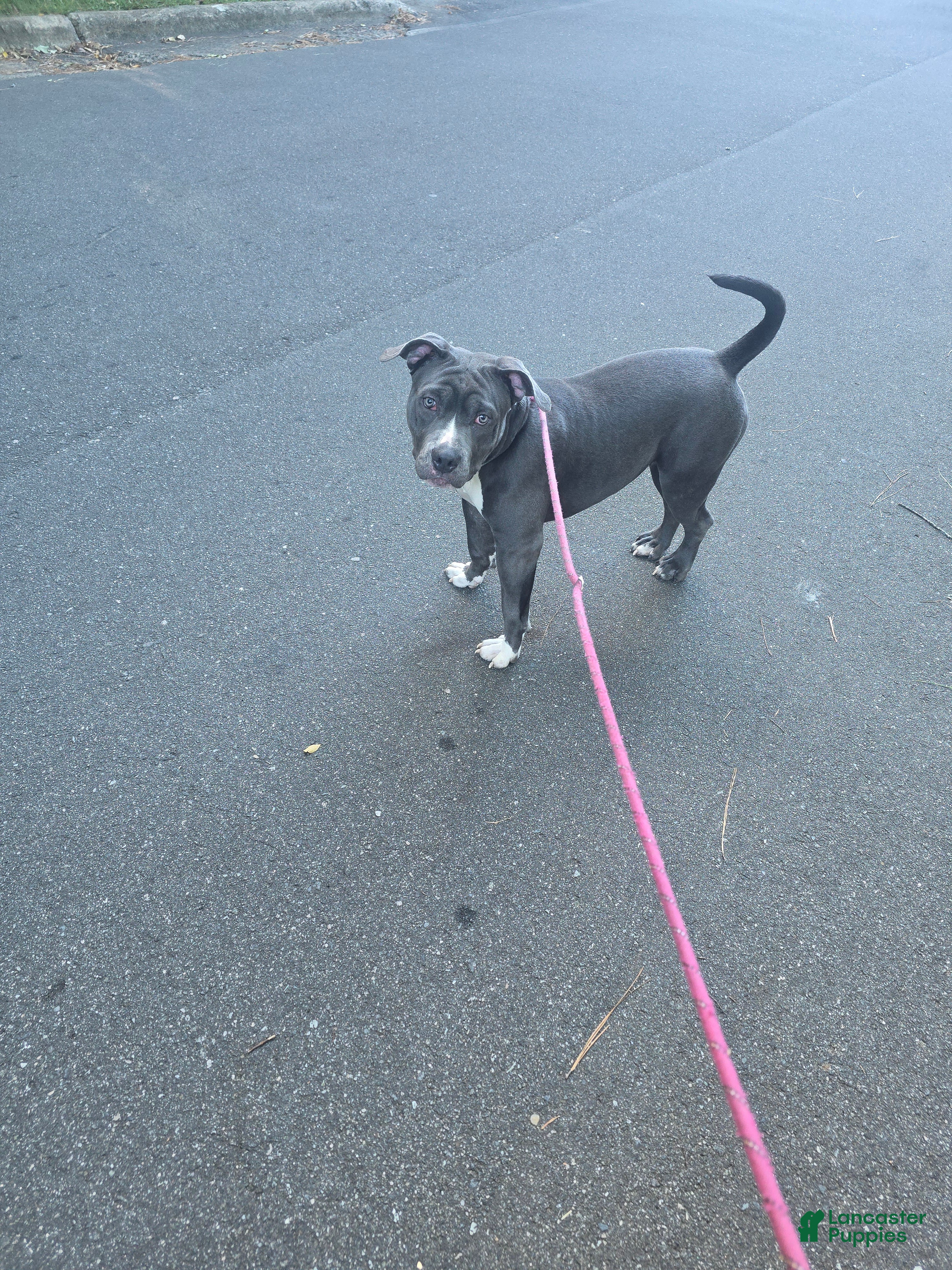 American Bully dogs Mileena - Ad 2