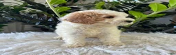 Mini Goldendoodle dogs for sale: Kenyon - Ad 4
