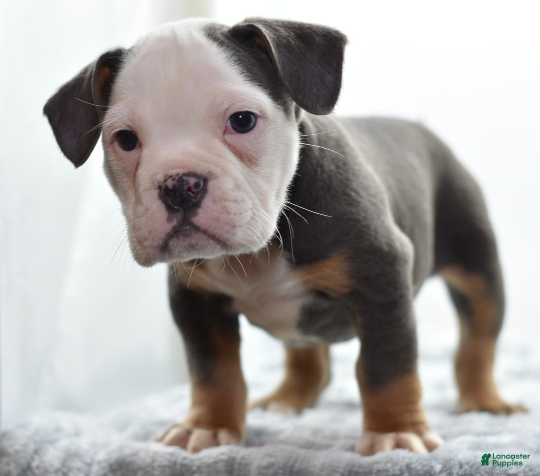 Mixed Breed dogs for sale: Macho blue mini  - Ad 8