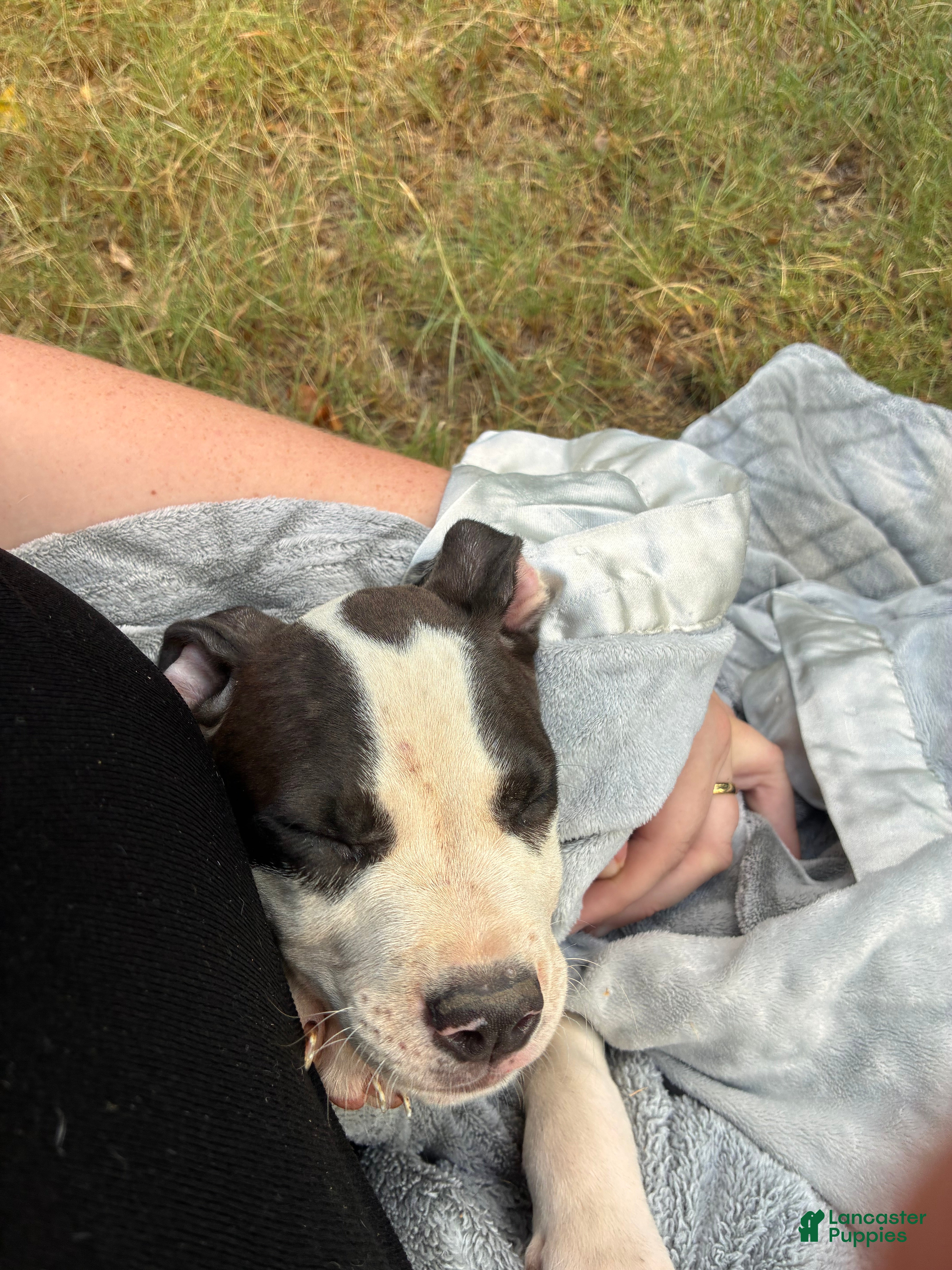 American Bully dogs Leo - Ad 32