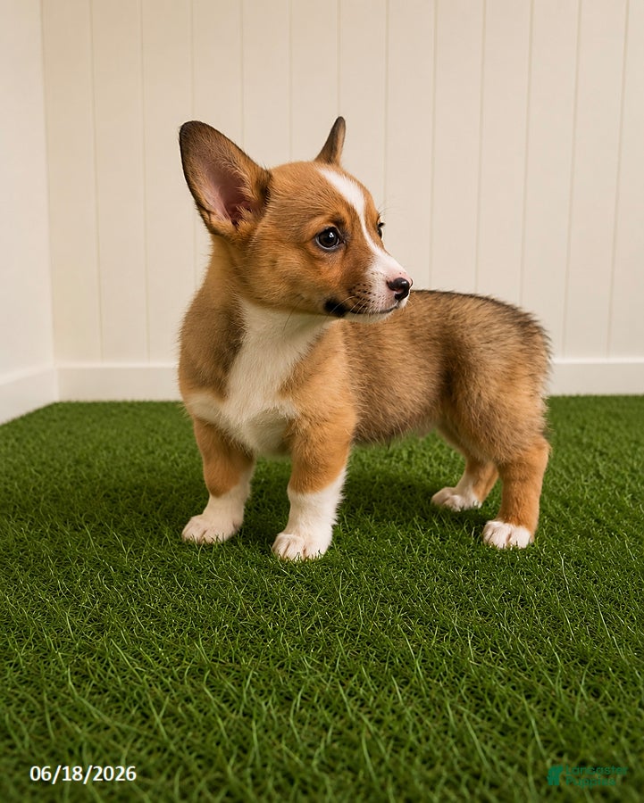 Mixed Breed dogs Tootsie - Ad 1