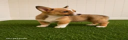 Mixed Breed dogs for sale: Tootsie - Ad 1