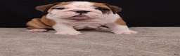 English Bulldog dogs for sale: Thor - Ad 13
