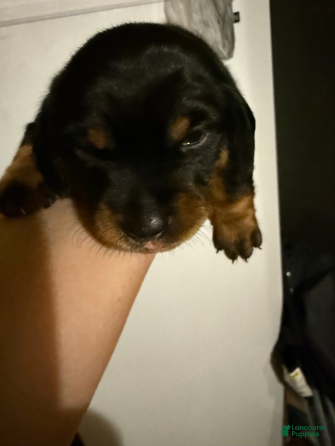 Dachshund dogs for sale: Dachshund Puppy 3 - Ad 3